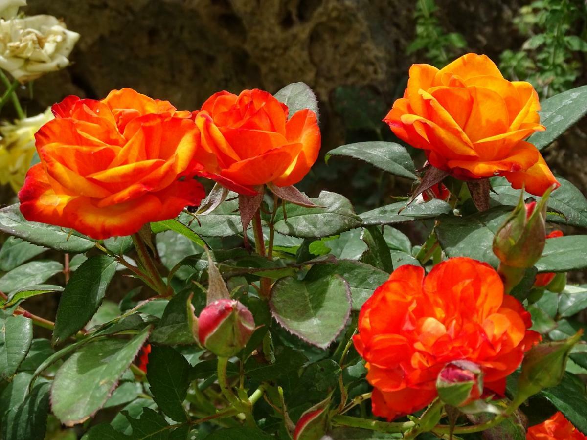 مارسياينا B&B La Dolce Vita المظهر الخارجي الصورة